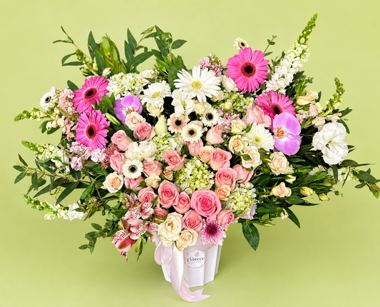 Maxi de gerberas